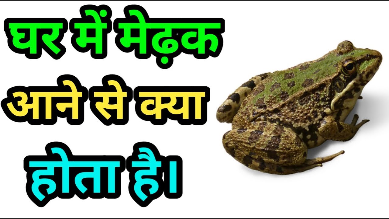 घर में मेढ़क आने से क्या होता है।Ghar me medhak ane se kya hota hai।Ghar me medhak ka ane ka matalab
