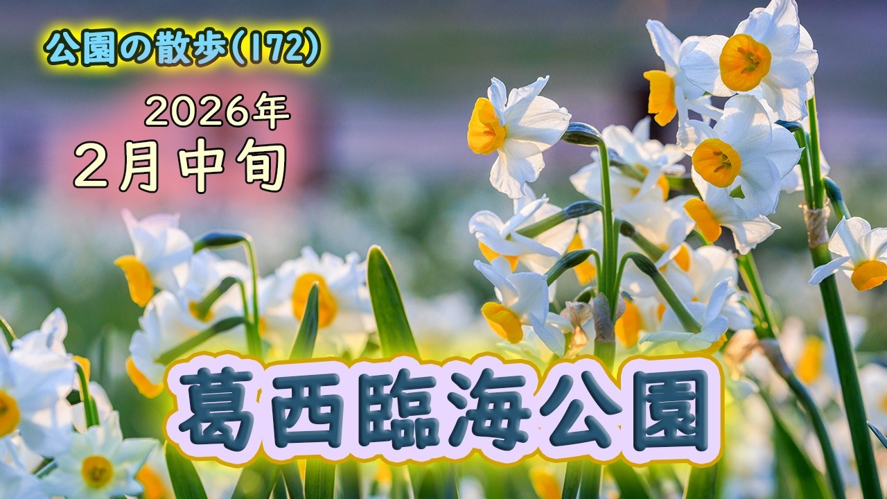 葛西臨海公園の水仙　２月中旬　2026年