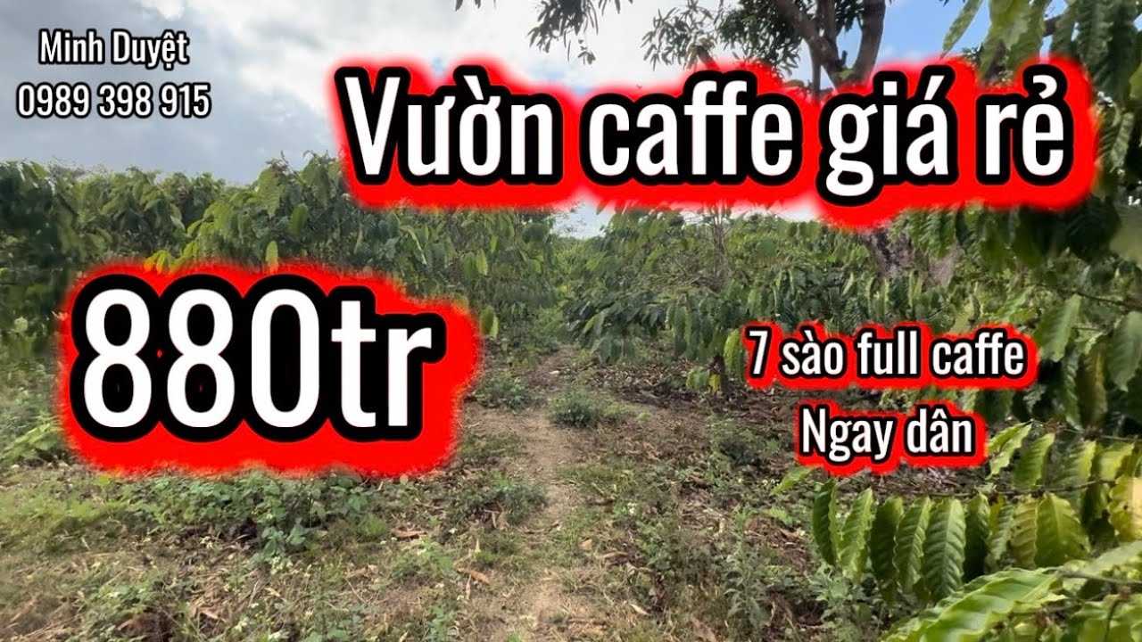 Lô 216| đất rẻ Dak Nông 880tr vườn caffe ngay dân cư bằng đẹp. 