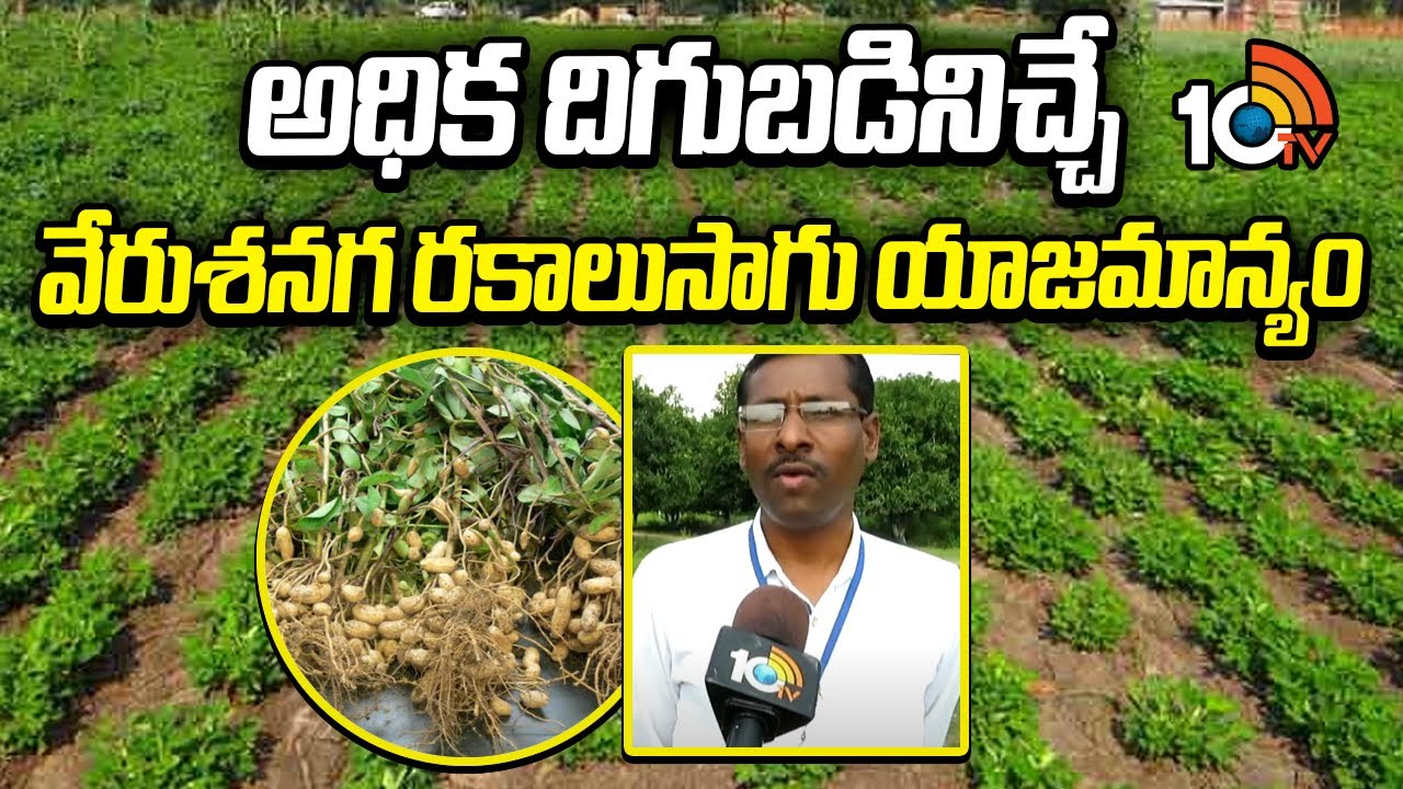 Groundnut Varieties | అధిక దిగుబడినిచ్చే వేరుశనగ రకాలు సాగు యాజమాన్యం | Matti Manishi | 10TV News
