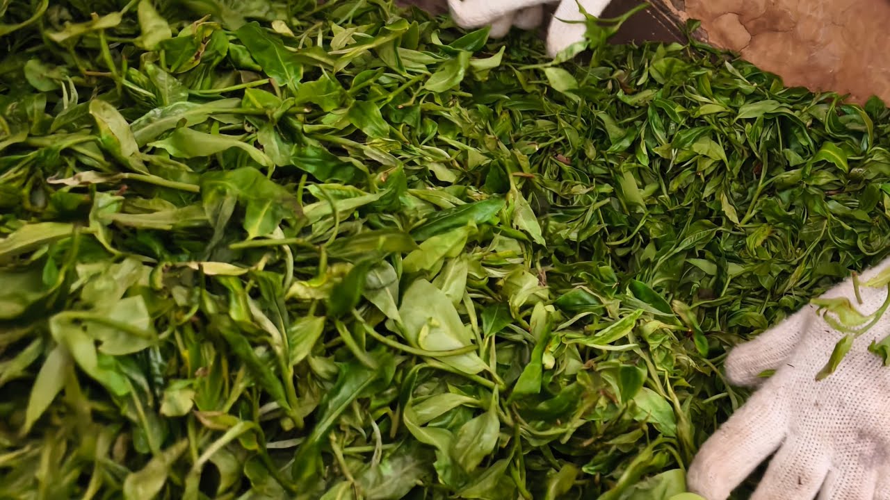 正在直播古树茶纯手工炒茶#古树茶#手工制茶