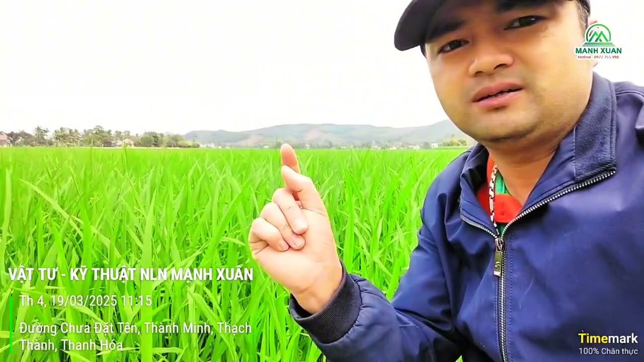 Xác định thời điểm bón phân đón đòng cho lúa chính xác nhất và đơn giản nhất