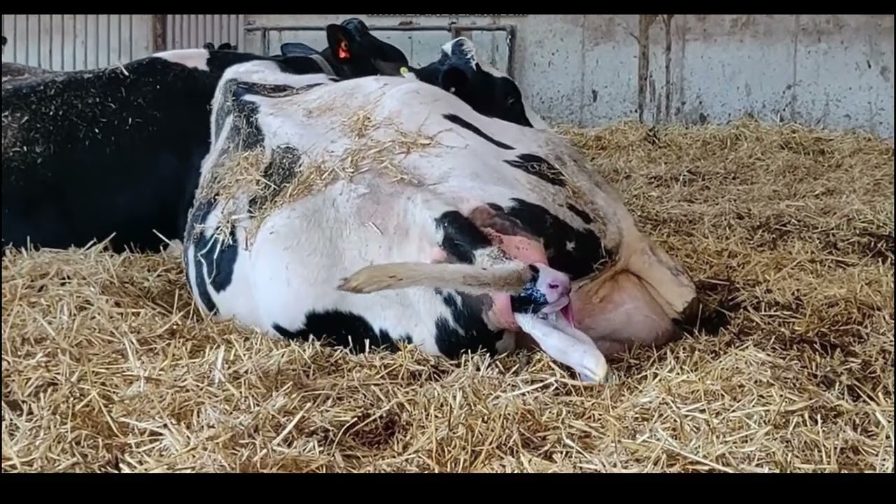 Dutch Holstein Frisian diary cow giving birth
