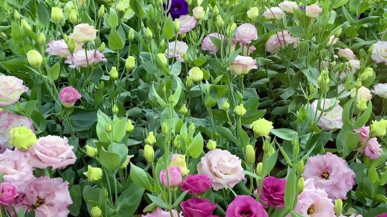 洋桔梗的一生｜现代农业种植和收获切花洋桔梗