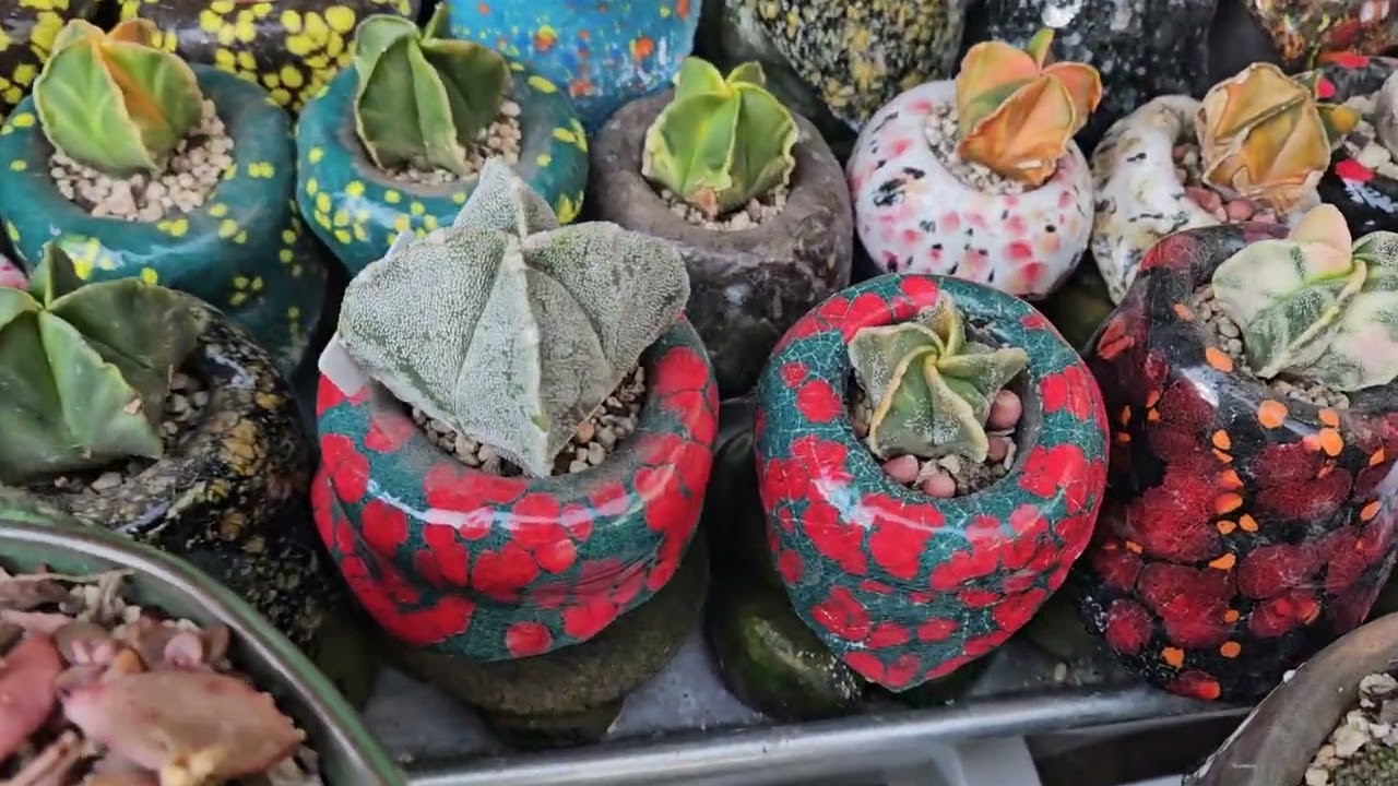 우와~~~처음이예요