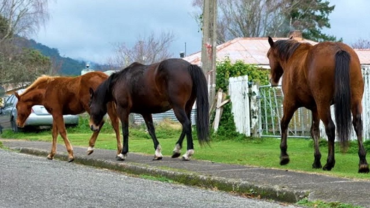 The New Zealand town where wild horses roam free!