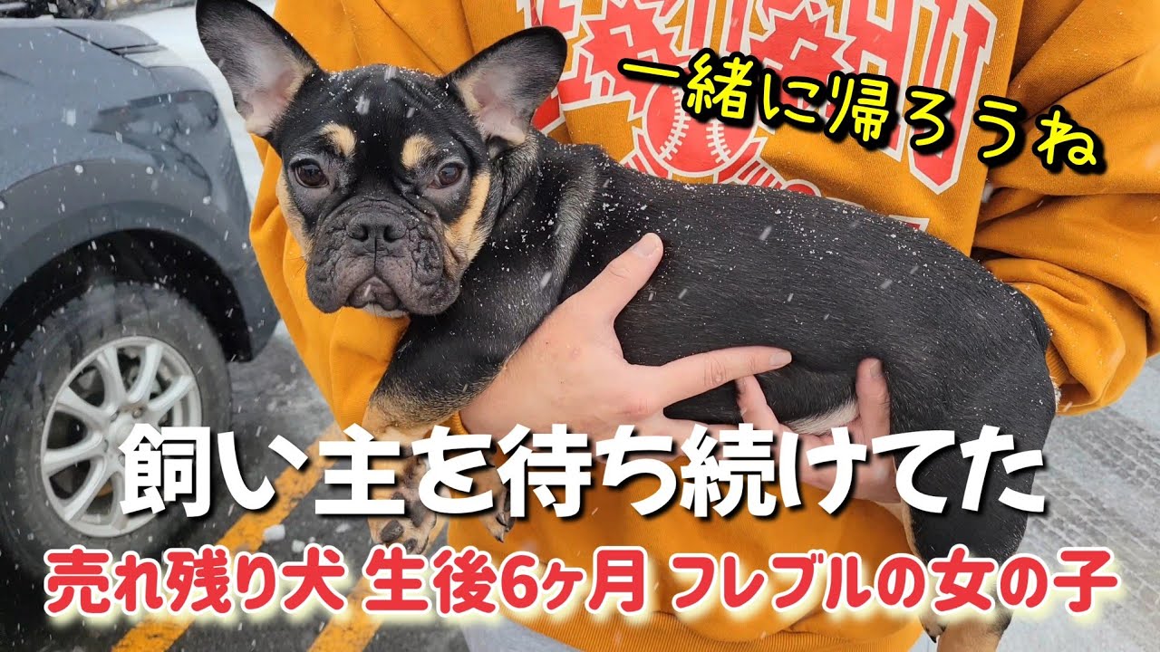 【子犬お迎え初日】ペットショップで売れ残りだった生後6ヶ月フレンチブルドッグが家族になった日