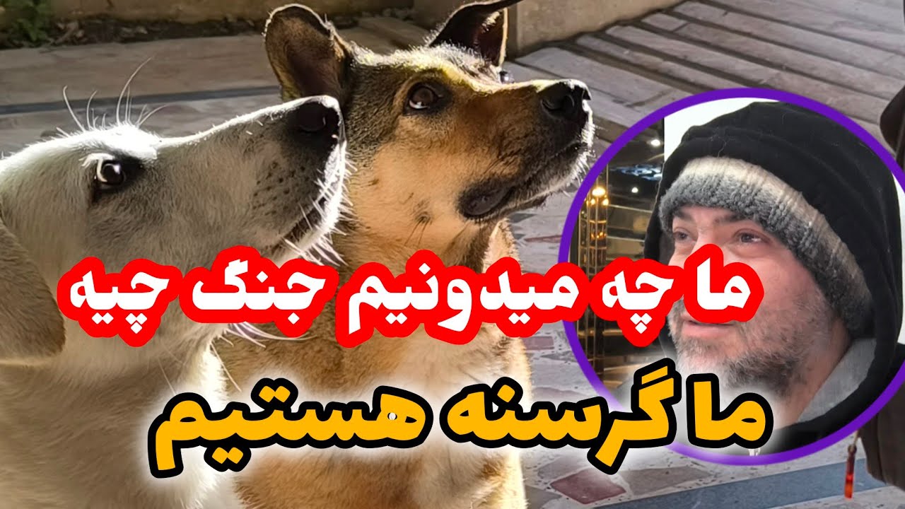 گرسنگی سگهای بی پناه بخاطر گرانی ومشکلات انسانها #dogs #animals 🐾🐕