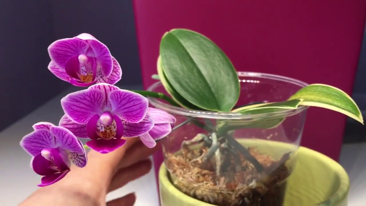 Phalaenopsis Sogo Vivien - Pflege im Winter / FWC gegen Moos / Mini Phal / Winter Care