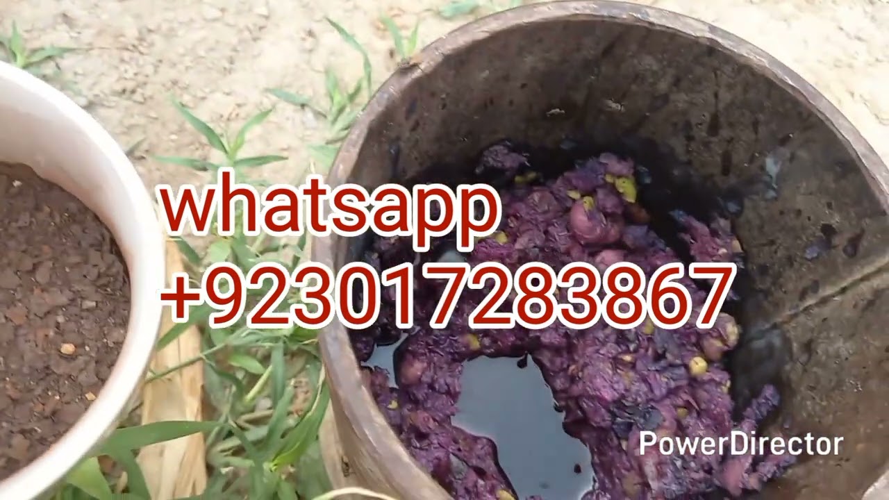 kushta faulad jamun wala mardana kamzori ka ilaj #viralvideo