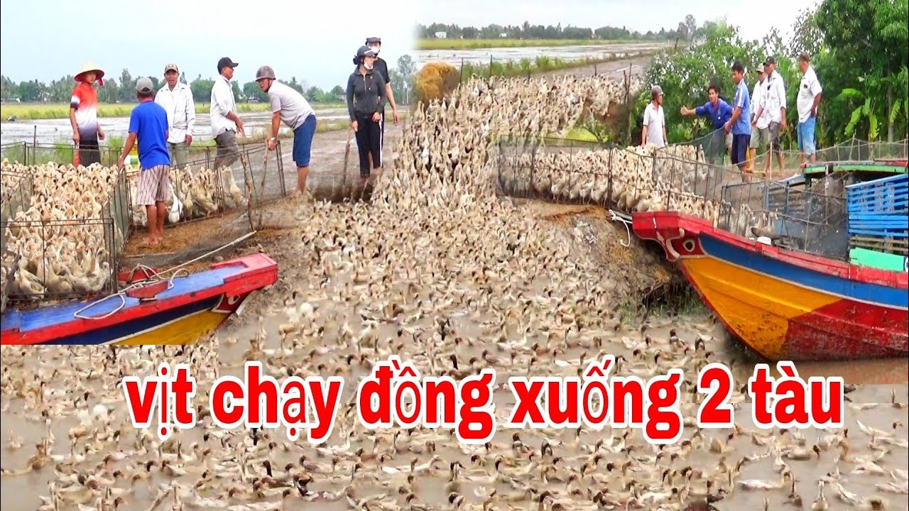 SONG DUCK QUAY CẬN CẢNH VỊT CHẠY ĐỒNG XUỐNG HAI TÀU QUÁ KHỦNG BẦY VỊT