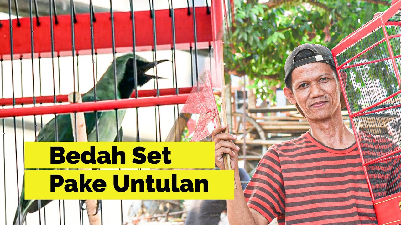 [CI CEMONG] begini cucak ijo tempel betina cucak ijo tempel untulan betina cucak ijo untulan HoBi ID