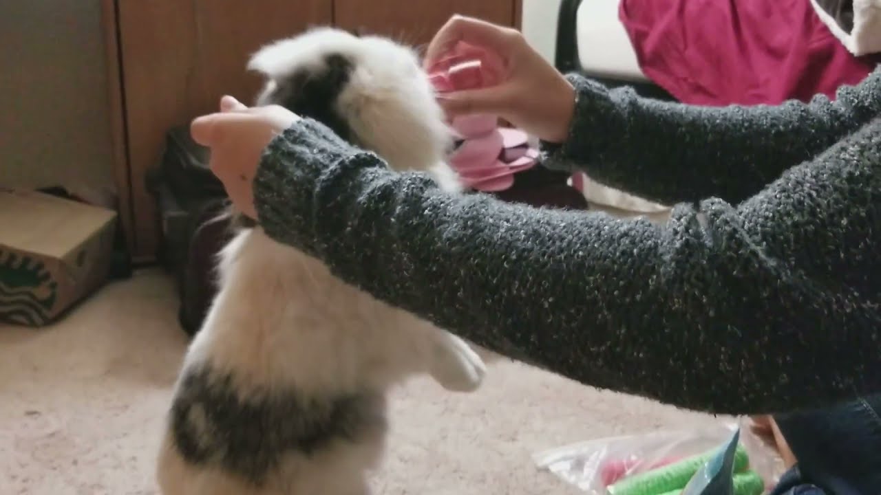 Treat Thief