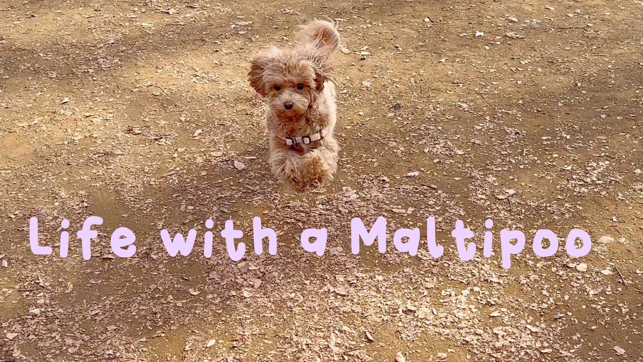 Life with a Maltipoo 🧸 Dog run at Yoyogi Park 🐾 Night routine after work 🌙