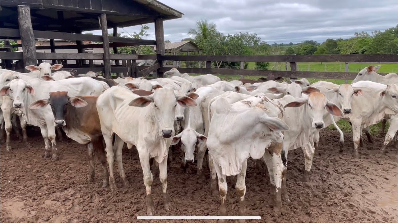 Quanto de dinheiro preciso pra trabalhar na compra e venda de gado 