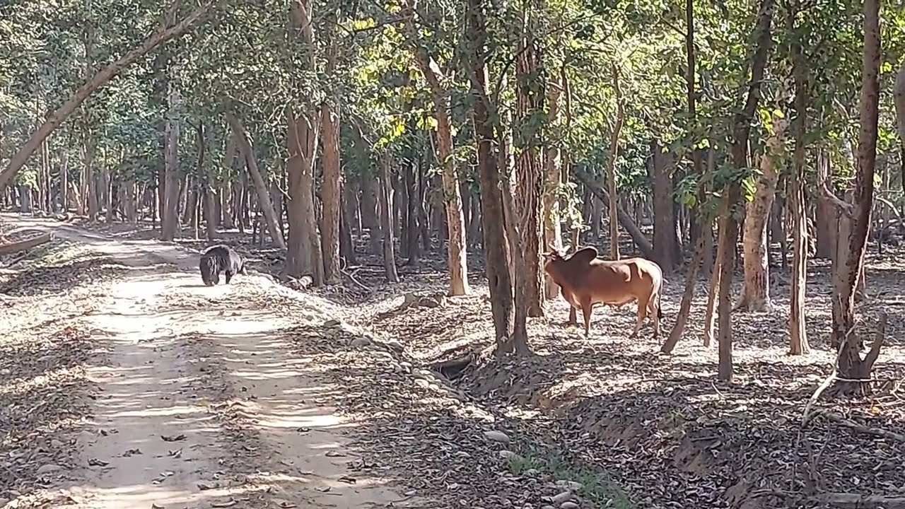bear vs bull