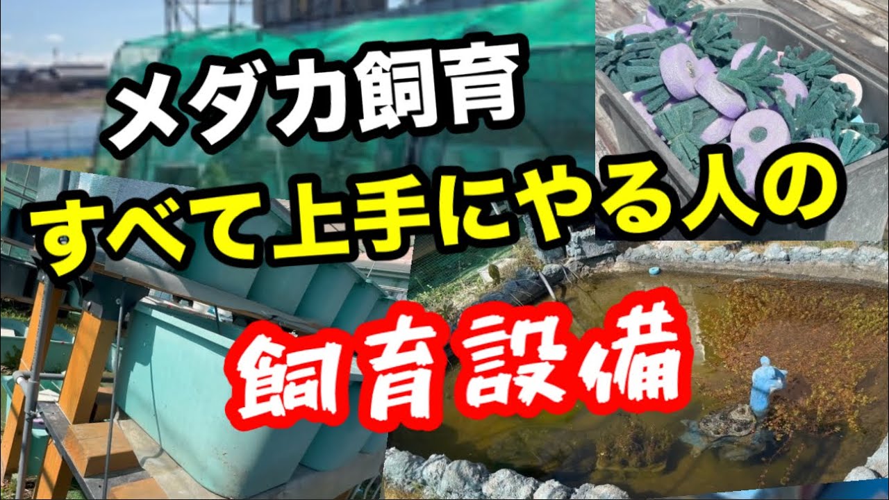 メダカ飼育。試行錯誤の飼育場です！【めだか】