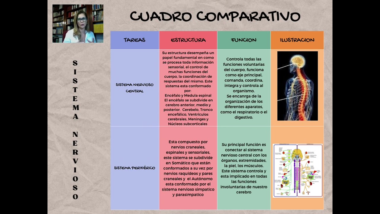 Cuadro comparativo del sistema nervioso