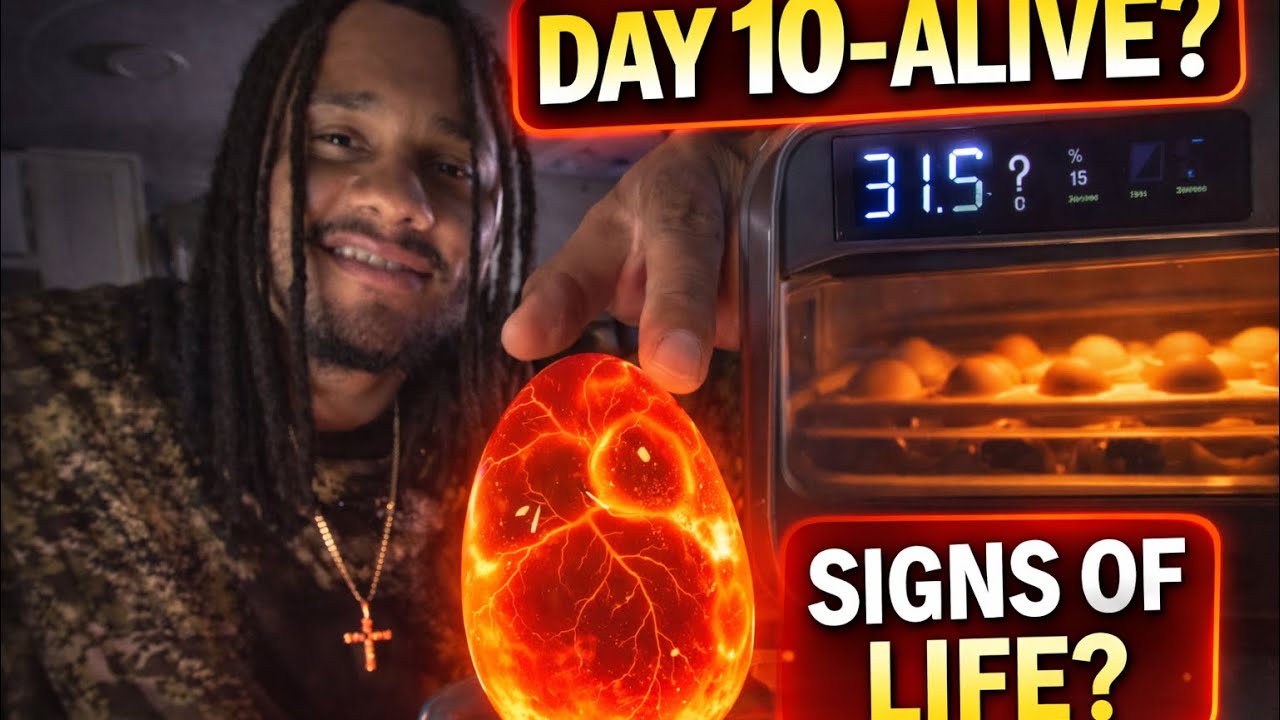 Day 10 Candling Chicken Eggs | Signs of Life ? 