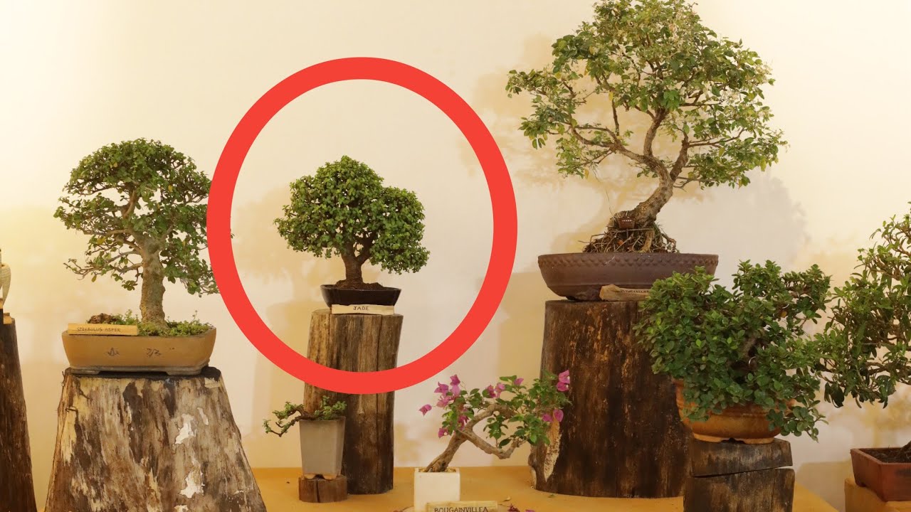 My Jade Bonsai in Bonsai and Suiseki Exhibition by Indian Bonsai Society Mumbai India.