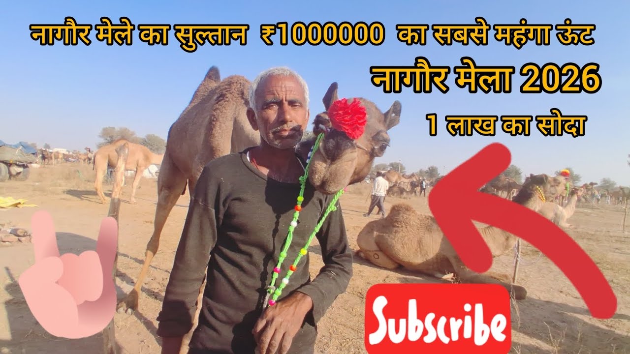 नागौर मेले का सुल्तान  ऊंट 