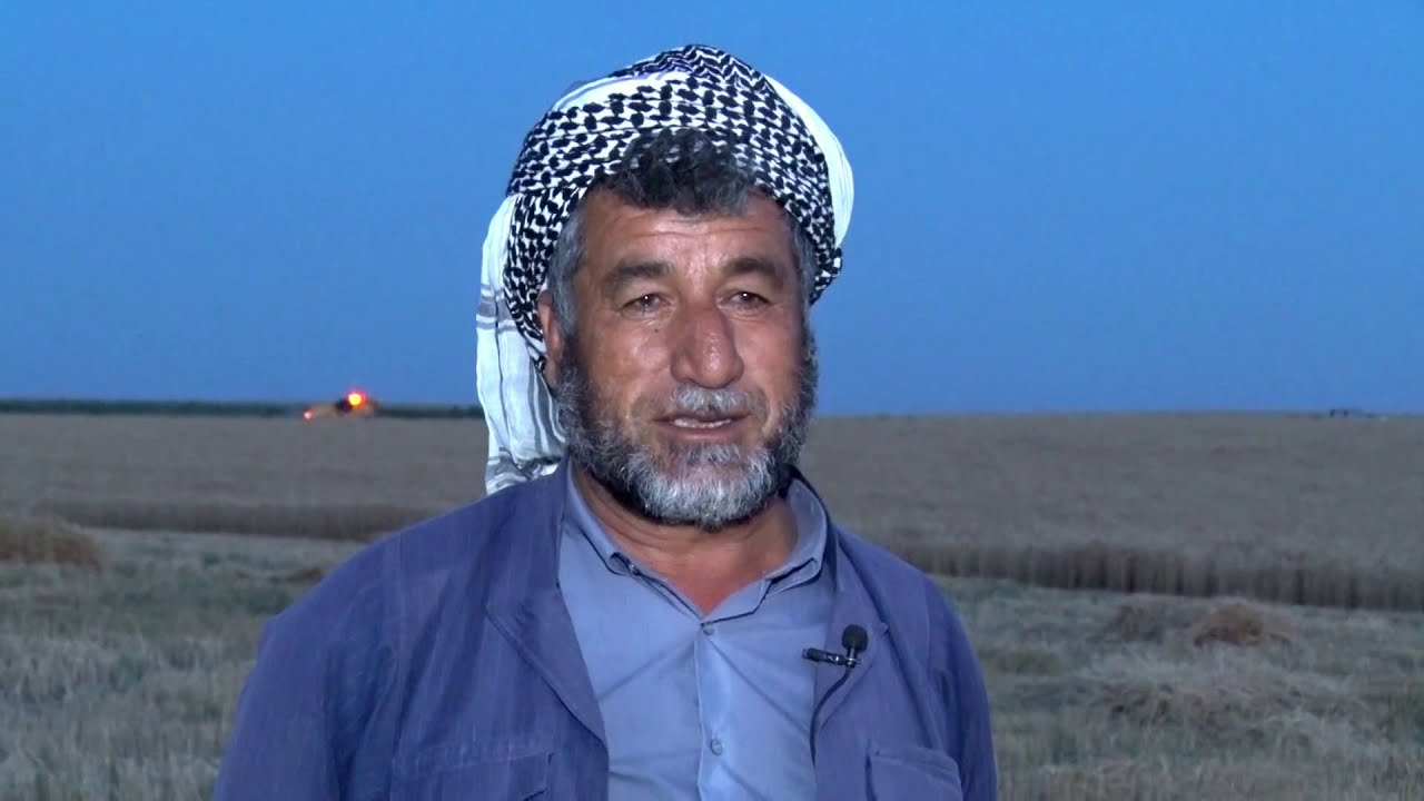 دورنەی گەنم بە شەو