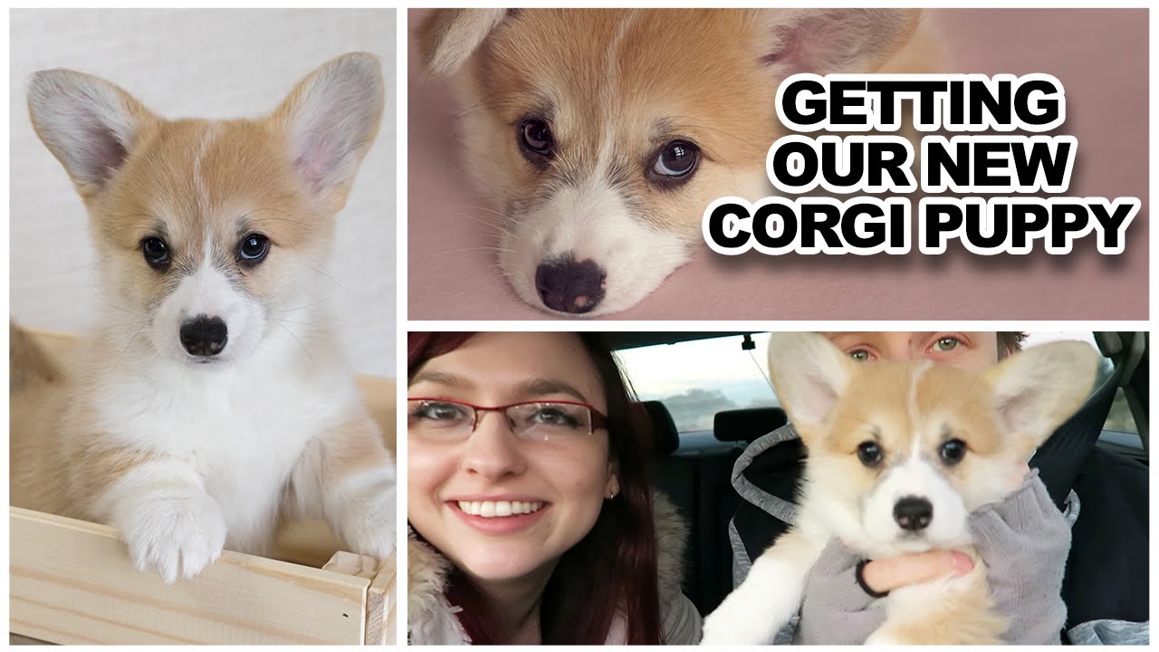 Getting our new corgi PUPPY!!!!