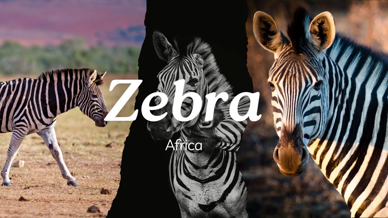 Zebras in 4K - Relaxing Nature Video with Calming Music