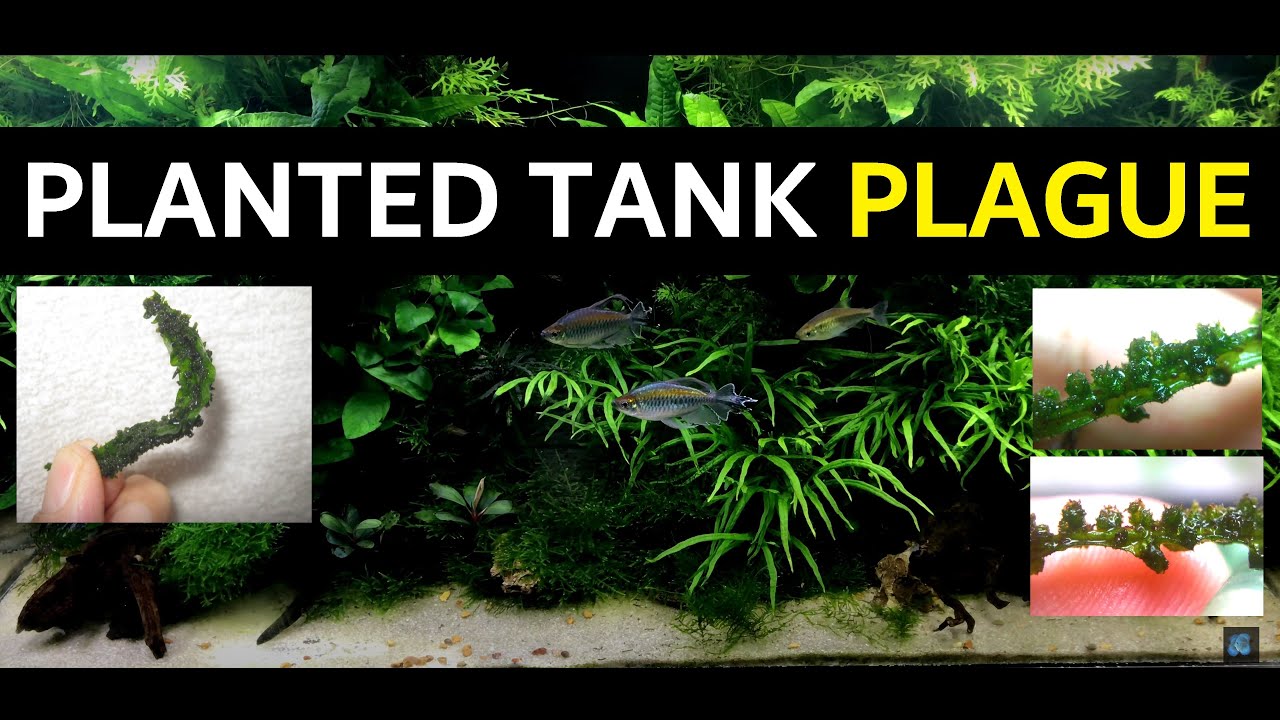 Planted Tank Disease ( galls on java ferns )