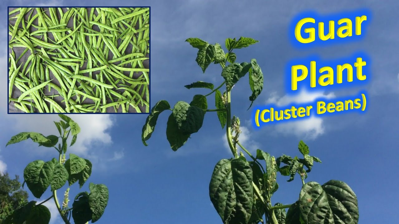 Guar/ Cluster bean/ Gwar bean Full Info. Benefits of clusterbeans