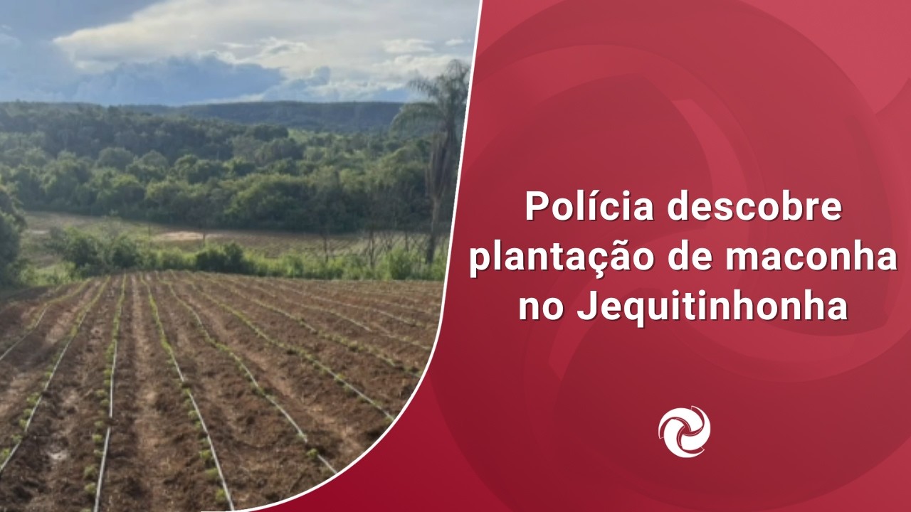 Polícia descobre plantação de maconha no Jequitinhonha