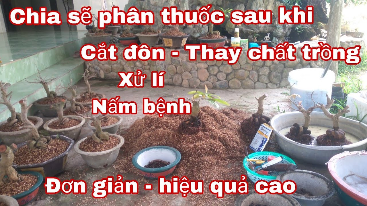 Chia sẽ phân thuốc sau khi cắt đôn - thay chất trồng.