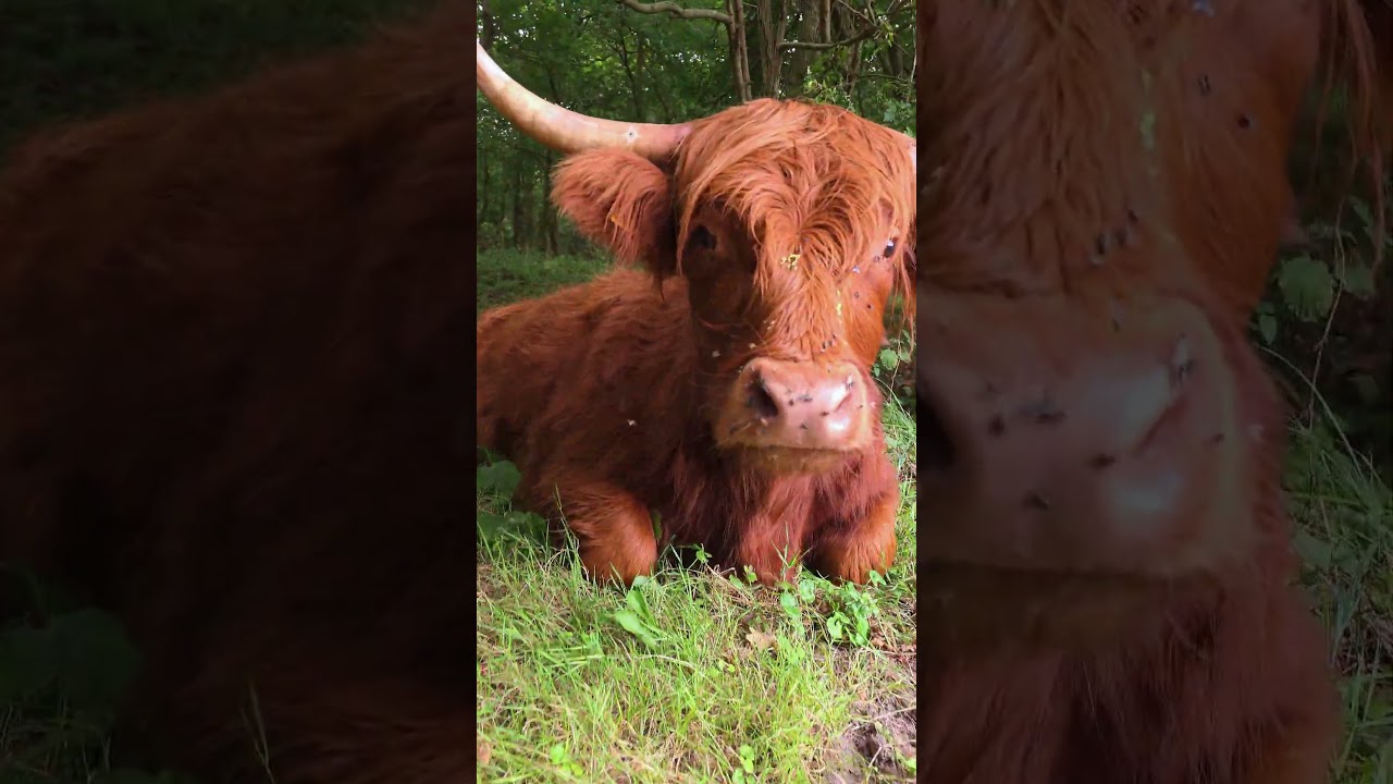 Schotse Hooglanders   #highlanders #Hooglanders #dutchnature