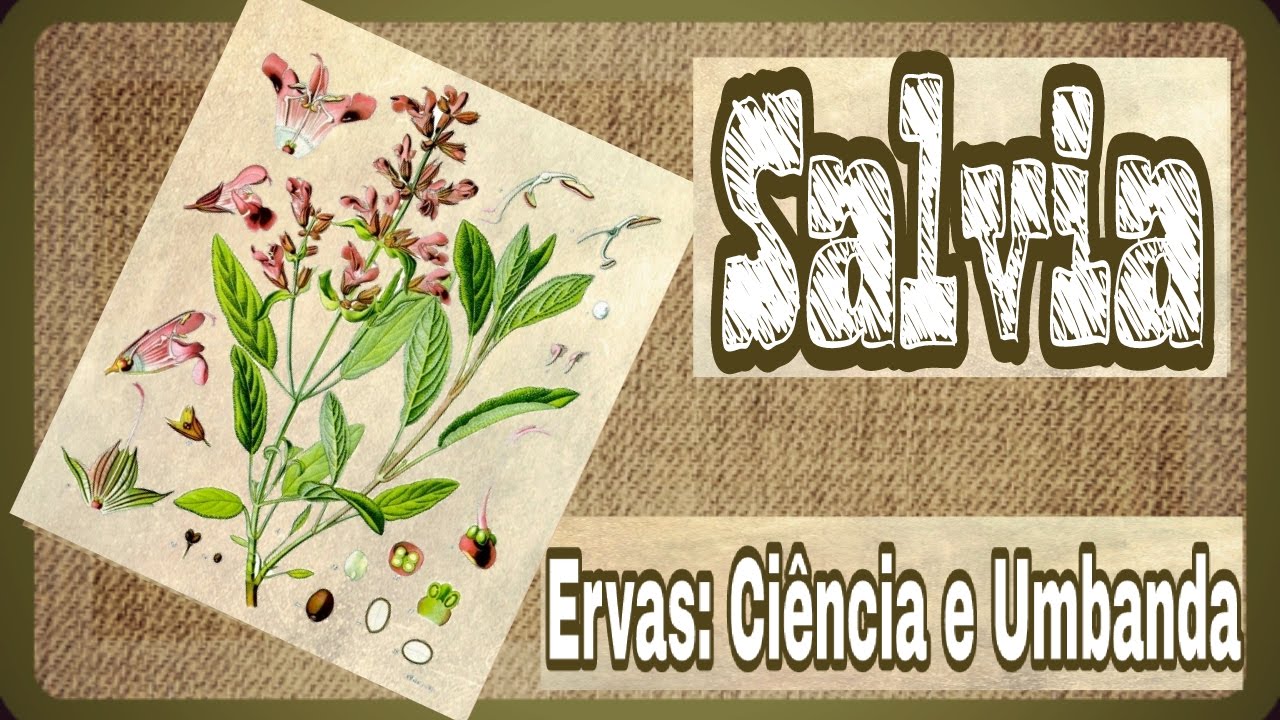 # SALVIA # Ervas: Ciência e Umbanda