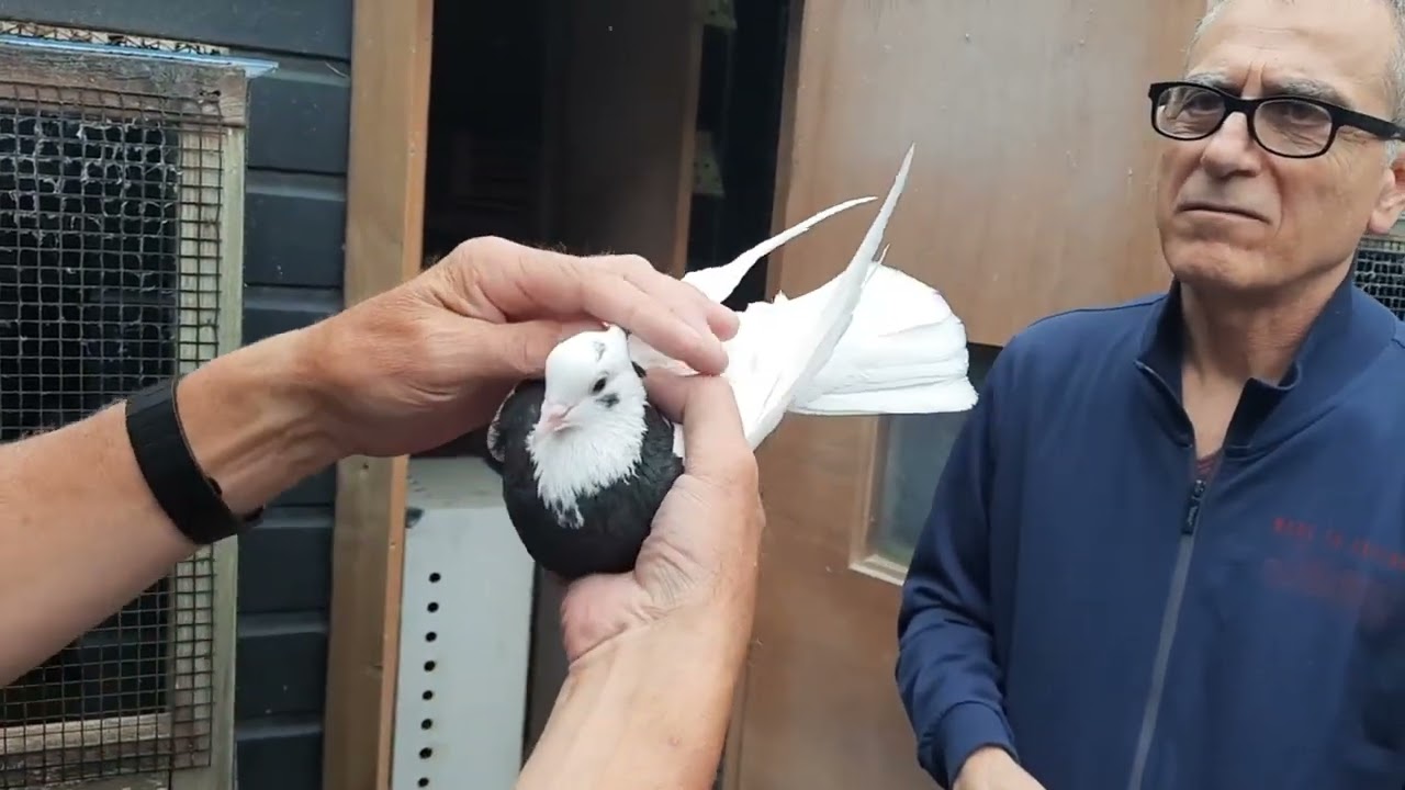 Persian Pigeons Iranian Gołębie Perskie Przodkami Gołębi Zamojskich?