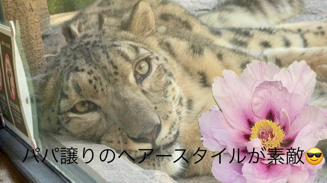 【雪豹ヒカリちゃん】体力温存の猛暑の夏☀️🥵#ユキヒョウ#Snowleopard#ヒカリ#秋田県大森山動物園生まれ