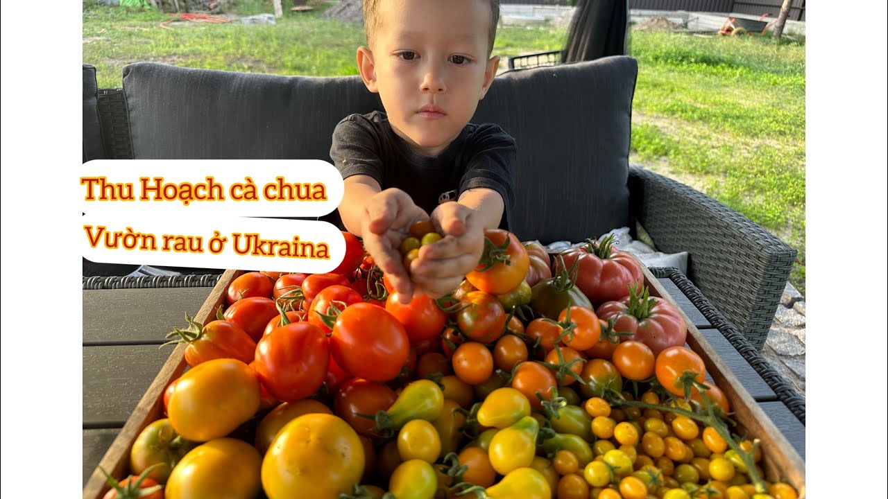 Tima Giúp Mẹ Thu Hoạch Cà Chua / Làm Vườn ở Ukraina