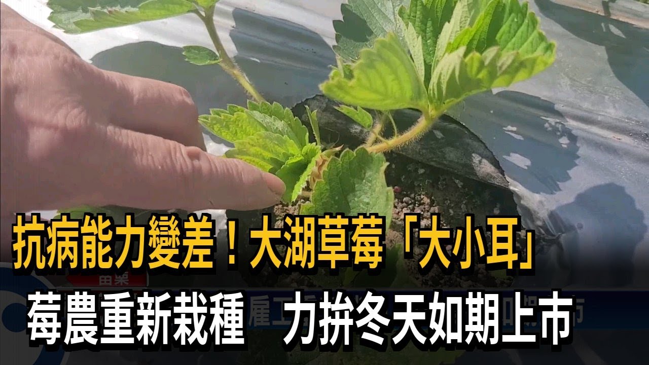 抗病能力變差！大湖草莓「大小耳」　莓農重新栽種　力拚冬天如期上市－民視新聞