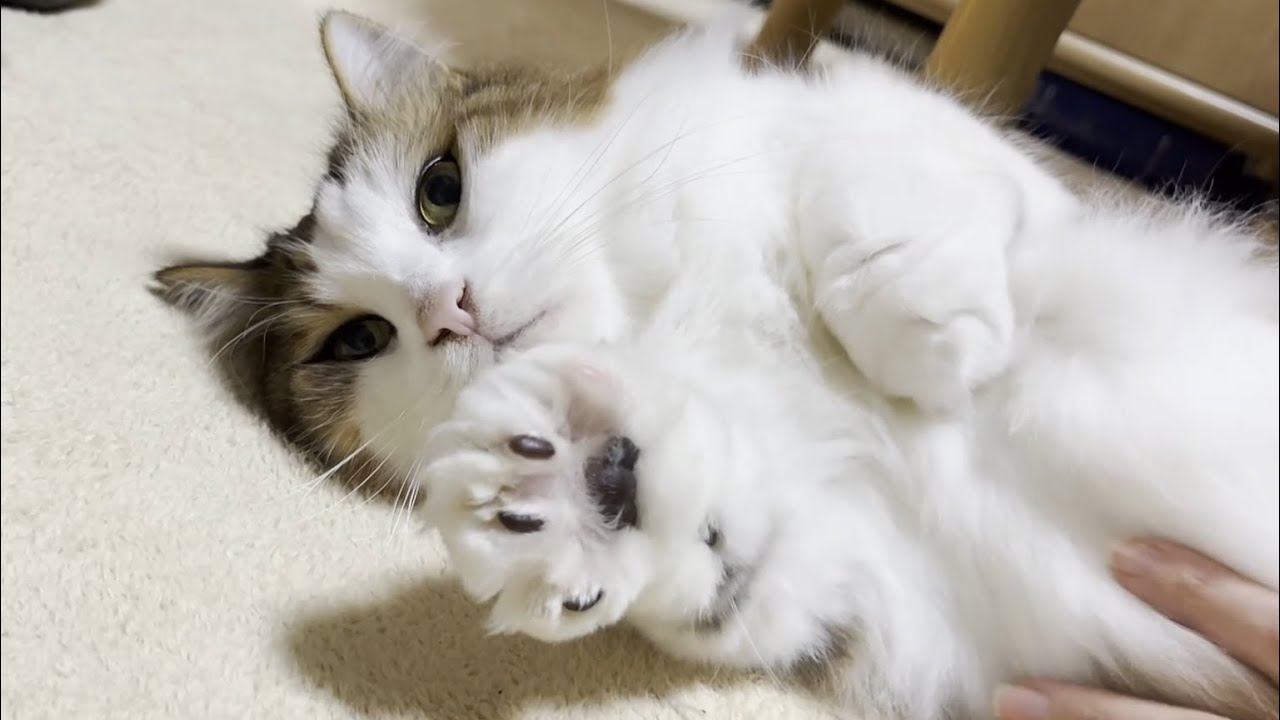 「お父さんやったら肉球毛をカットしてもエエよ」と思った猫