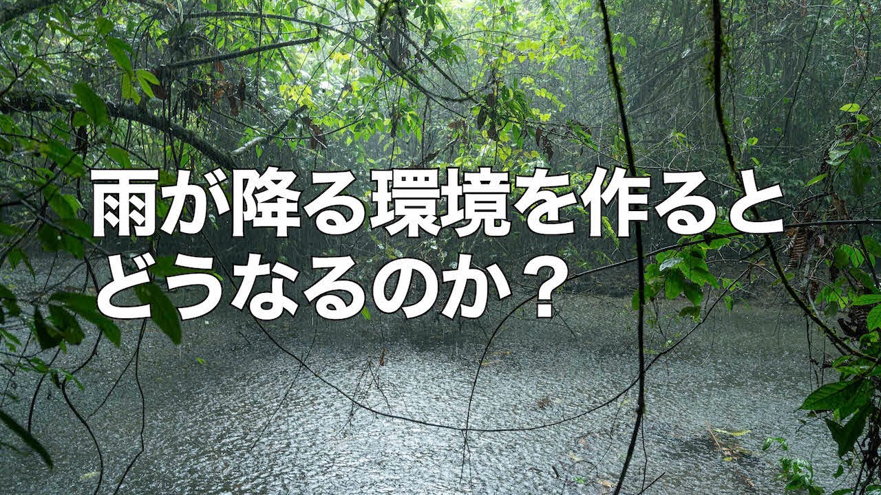 【３ヶ月育成】ホマロメナを雨が降る環境で育てるとどうなるのか？【自生地研究】【パルダリウム】