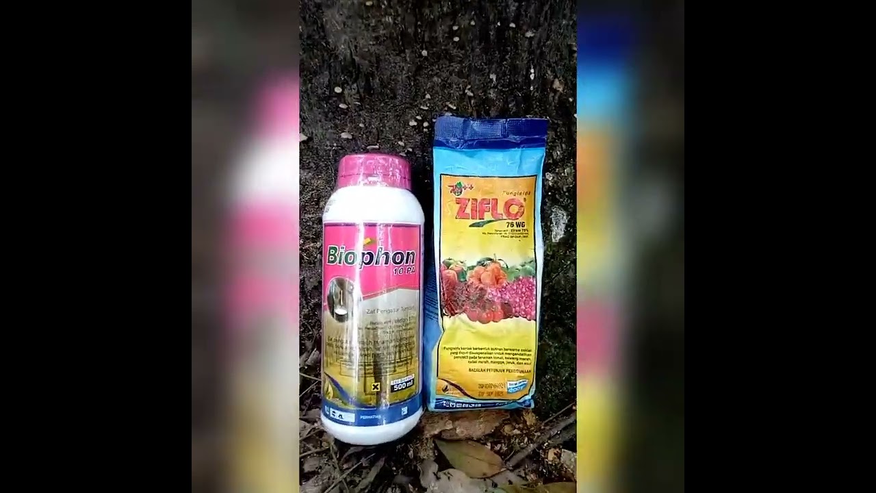 Hasil Efikasi Biophon+Ziflo Mangatasi Karet Mati Getah
