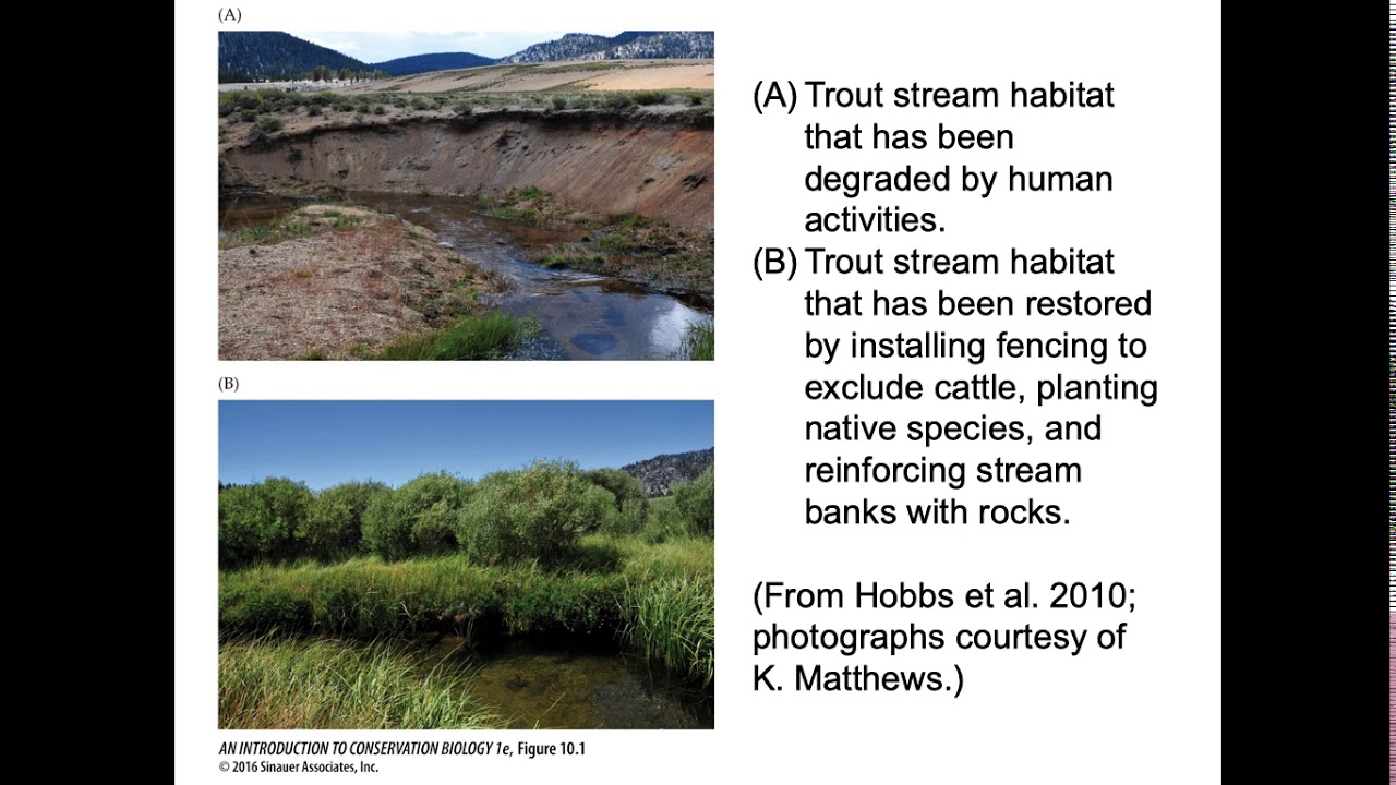 Restoration Ecology