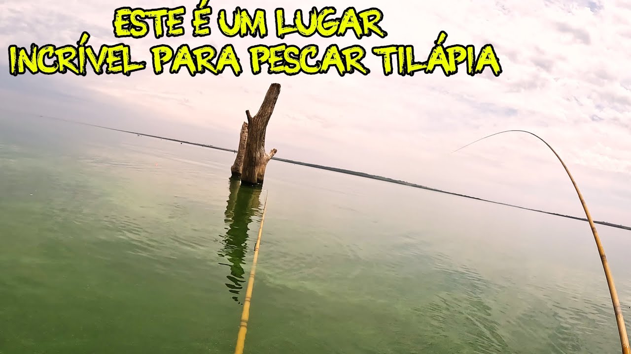 Pescaria 31 de outubro rio Tietê só saiu tilápia grande