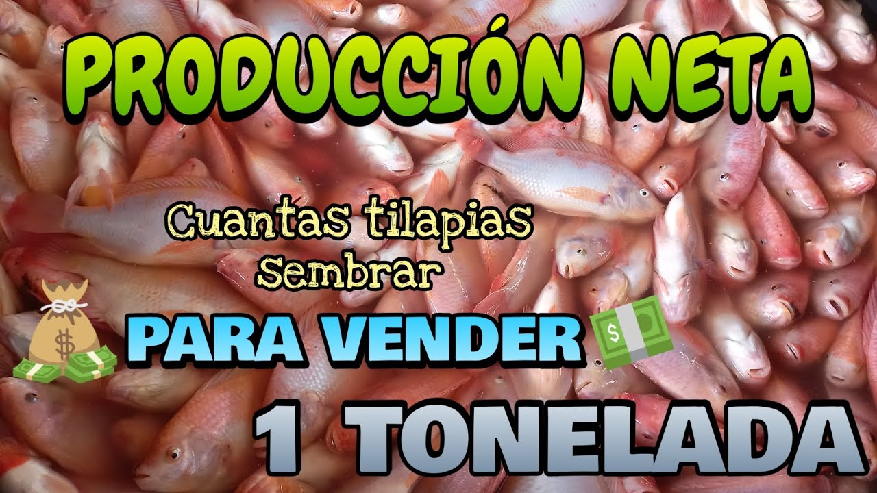 💰PRODUCCIÓN NETA DE TILAPIA💵🐟