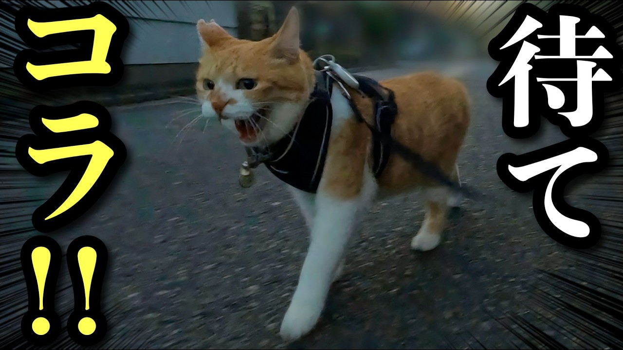 [Напряжённый момент] Мой кот погнался за бездомным, но дома он нежный малыш