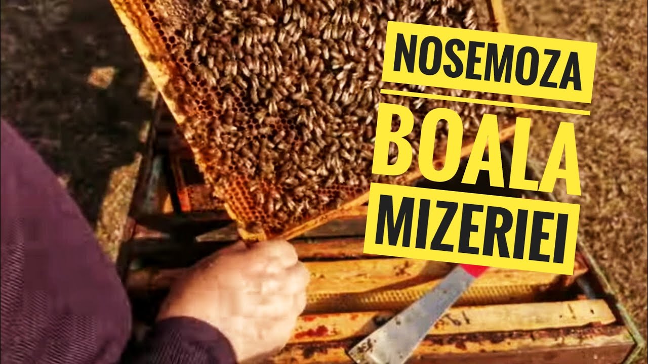 NOSEMOZA... Boala mizeriei!