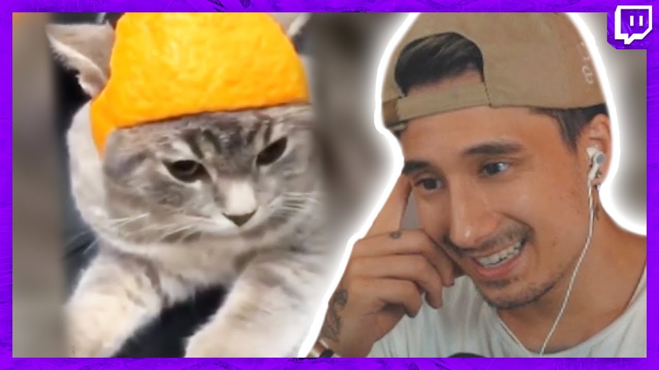 UNUSUSAL MEMES Reaction - Das würde ich auch mit meiner Katze tun! | Julien Bam Twitch Highlight