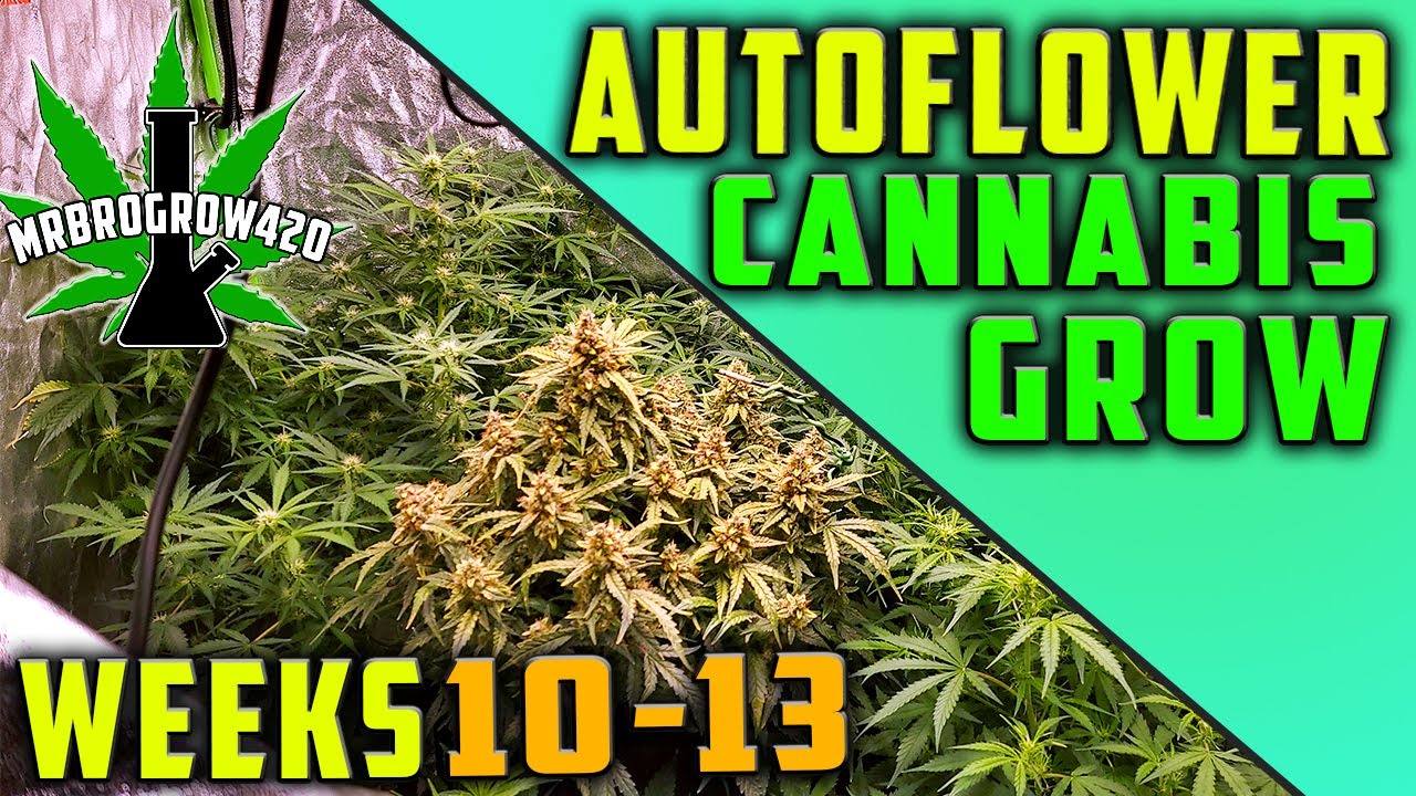 HOW ARE AUTOFLOWERS GETTING THIS BIG?!?! FLOWERING | HARVEST | WEEKS 10-13