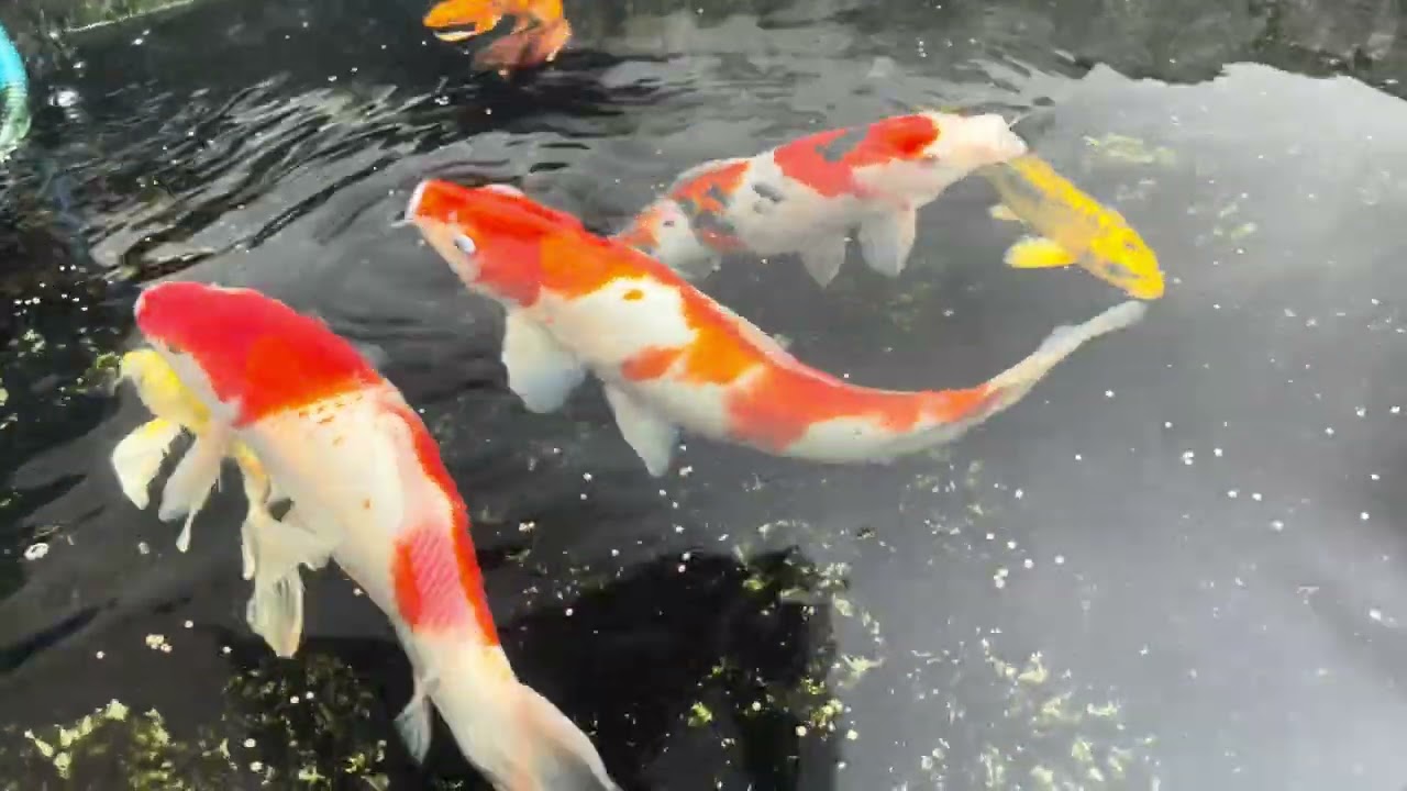 koi