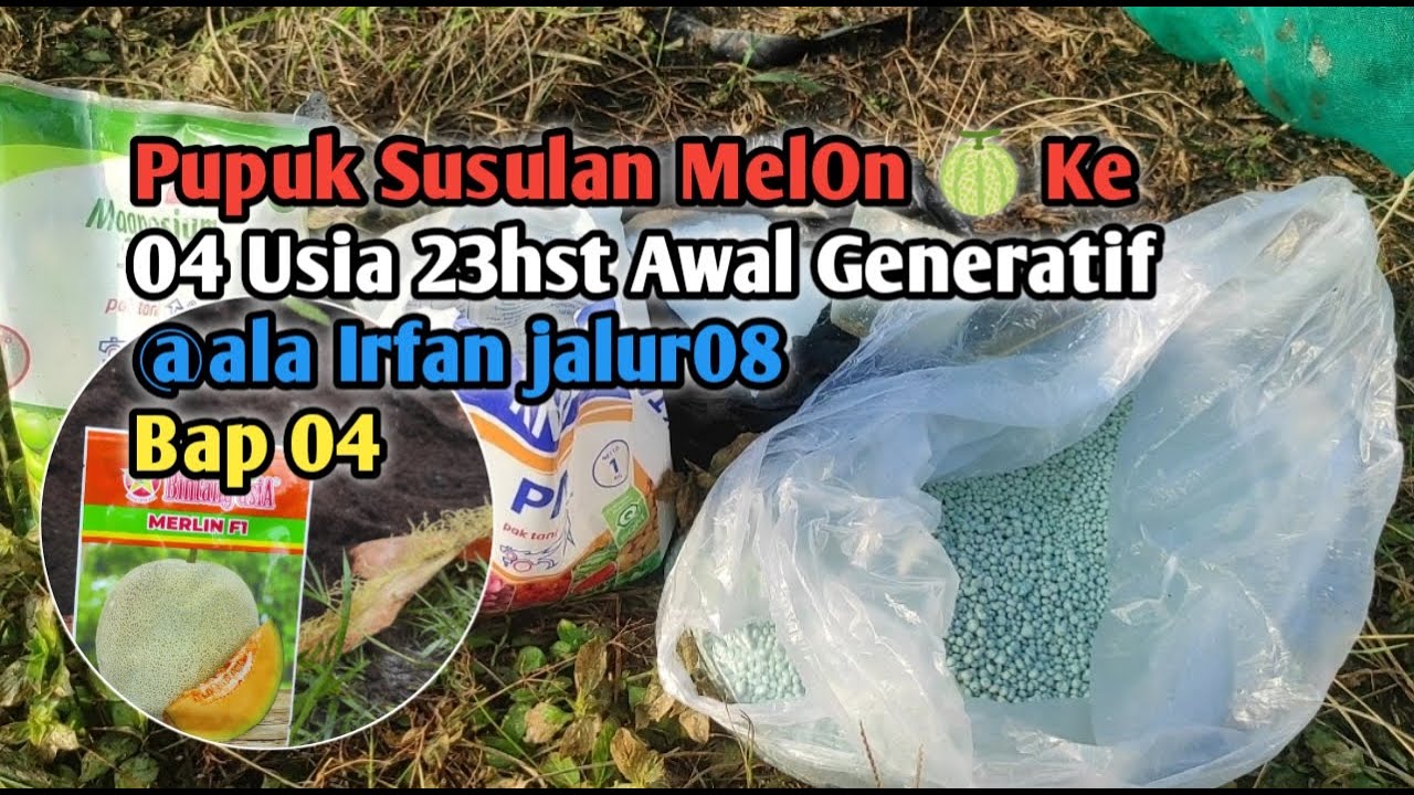 Pupuk Susulan MelOn 🍈 Ke 04 Usia 23hst Awal Generatif @ala Irfan jalur08